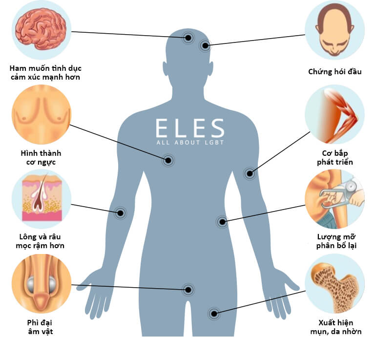 Hormone nam có tác dụng gì? Tìm hiểu vai trò của testosterone đối với sức khỏe nam giới